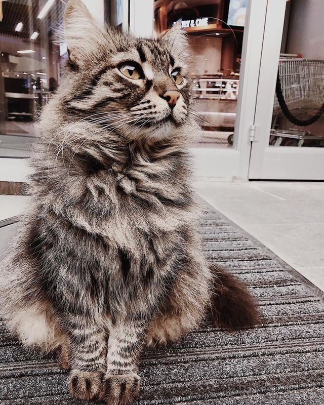 Pet Cat