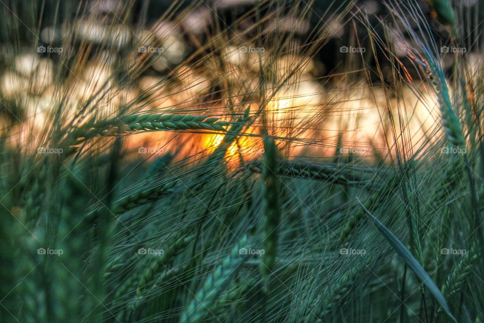 Corn field during sunset