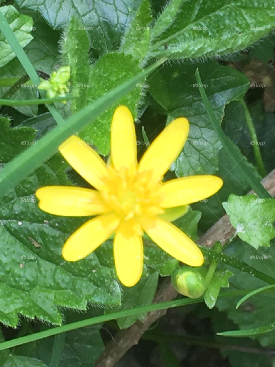 So tiny and yet powerful in its beauty.