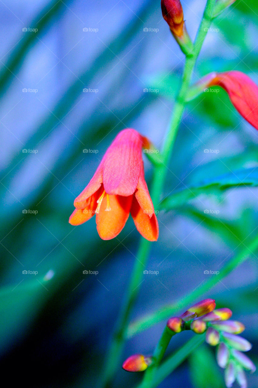 green macro close red by dannytwotaps