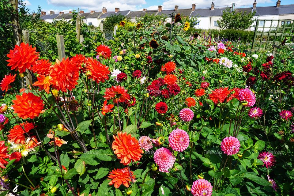 An abundance of pretty English growing  flowers 