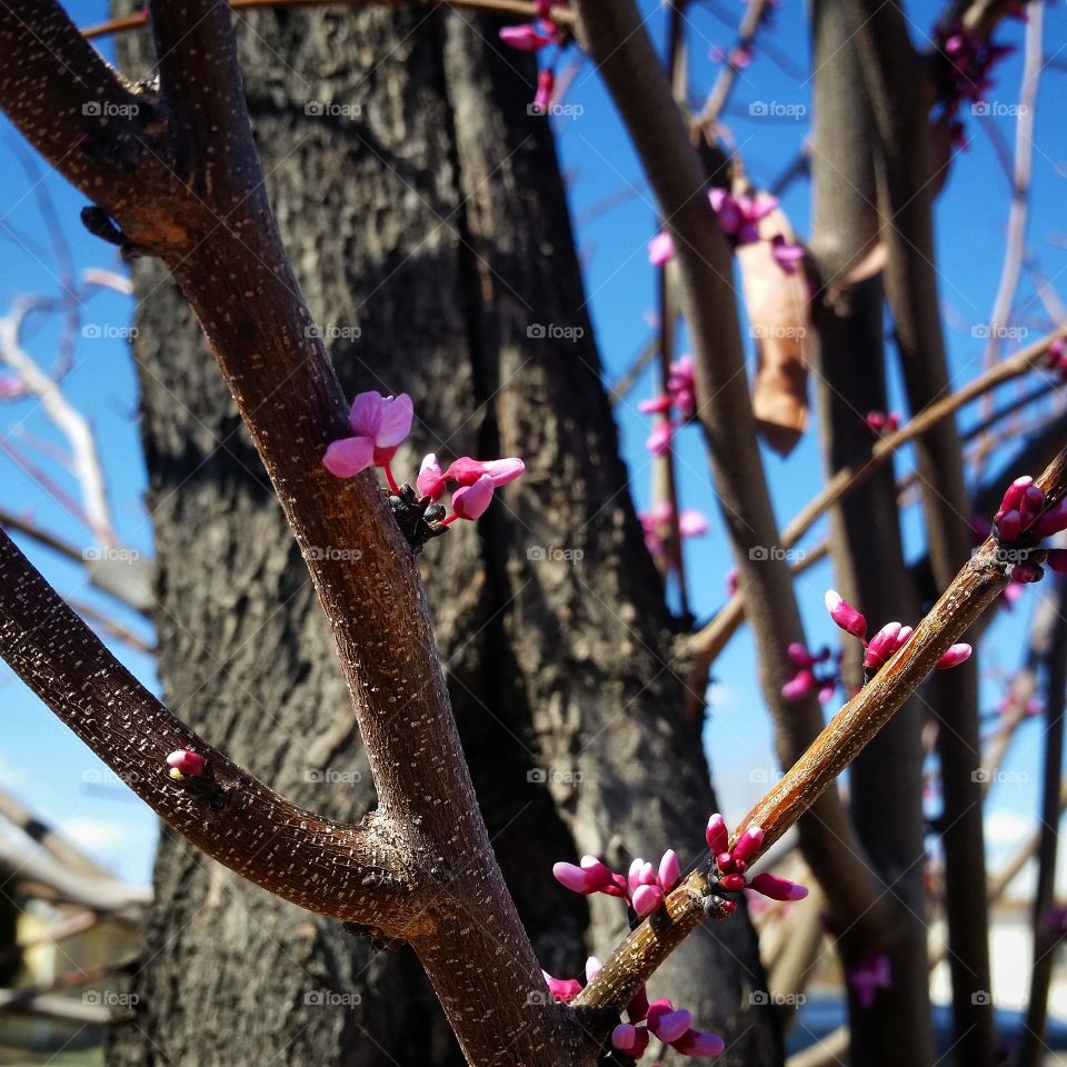 Pink cherry blossom tree
