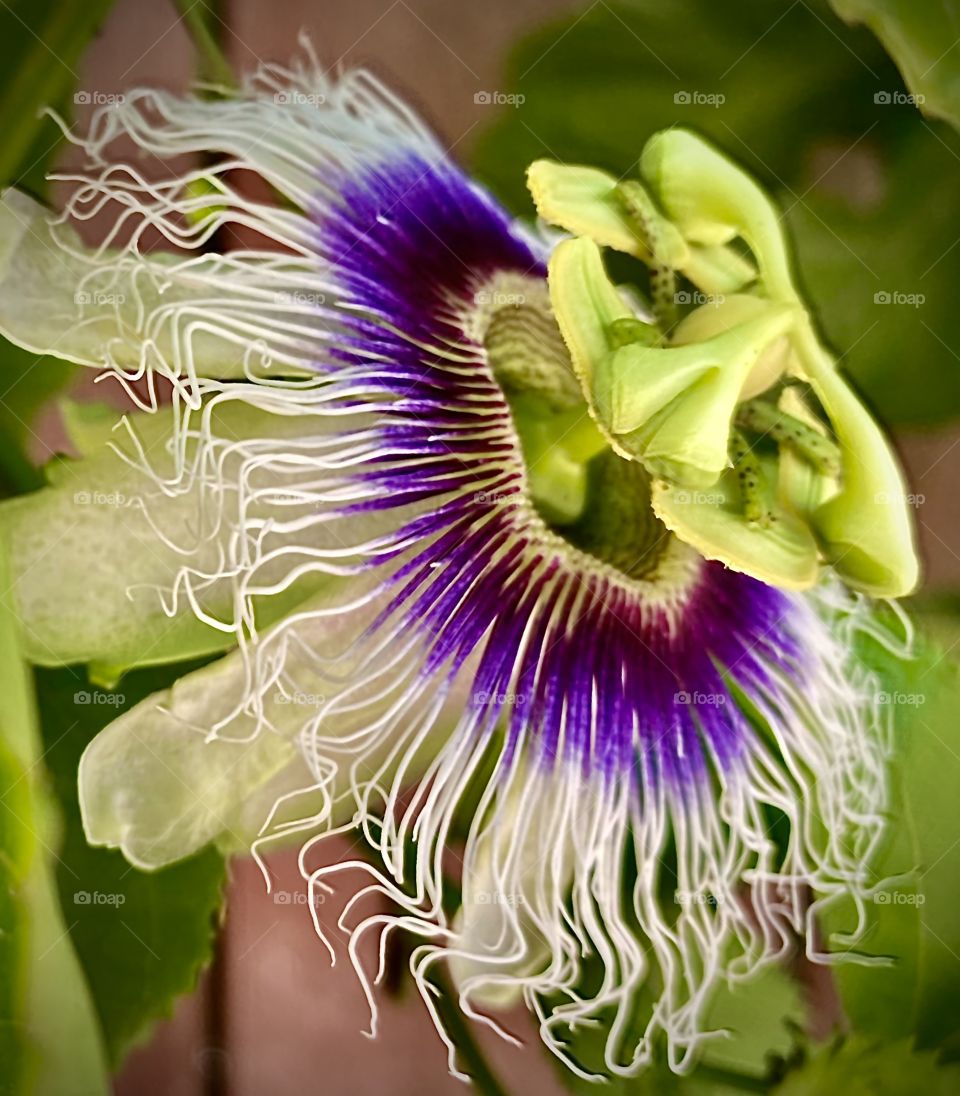 Cottage Botanical Art! Stunning Passion Flower With Bright Purples And Greens, Sharp Detail And Focus!