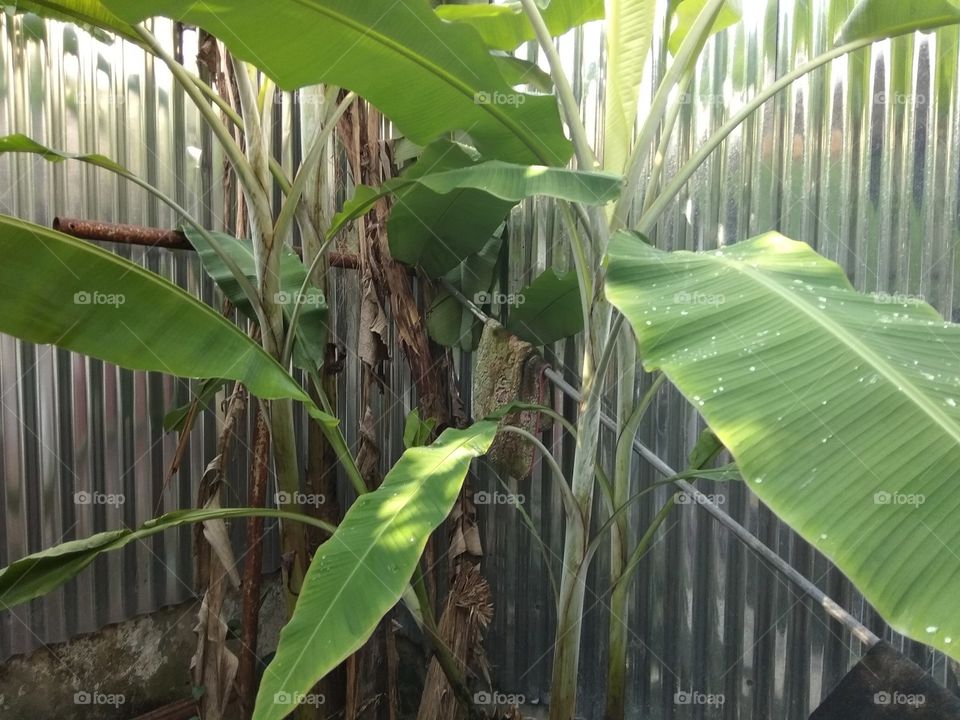 banana leafs in backyards
