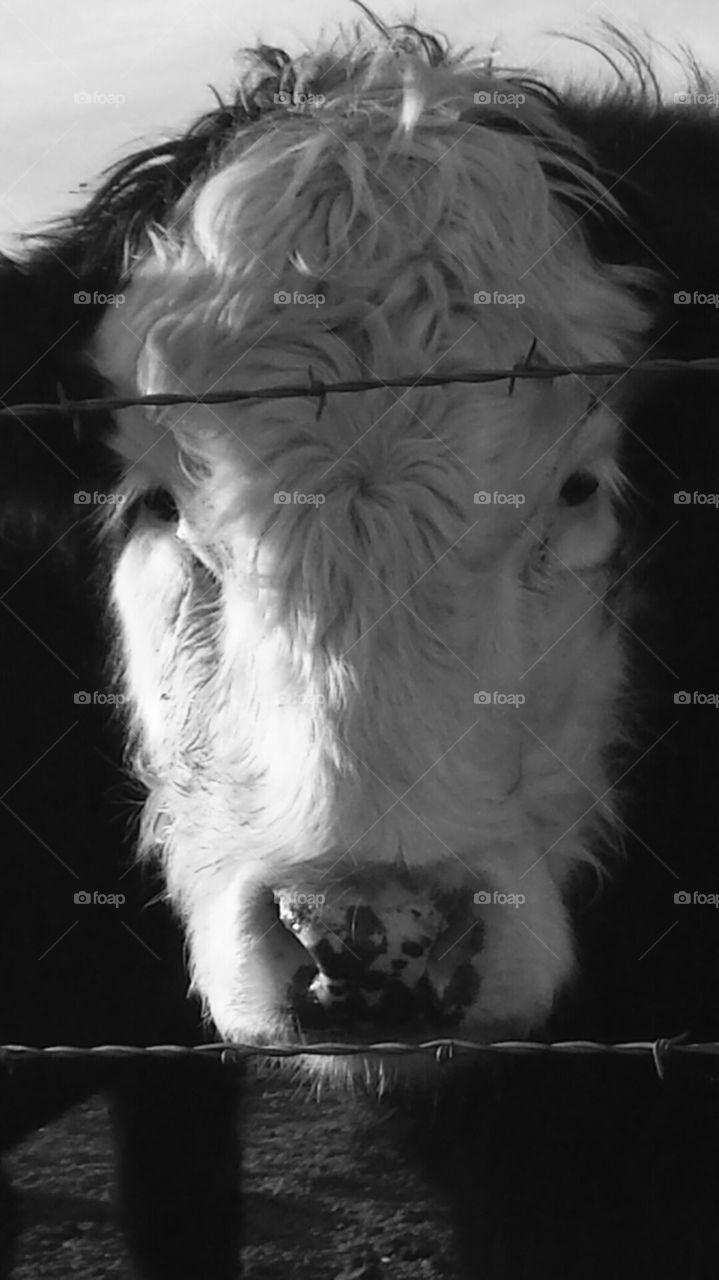 Bovine. Cattle raised on my family farm
