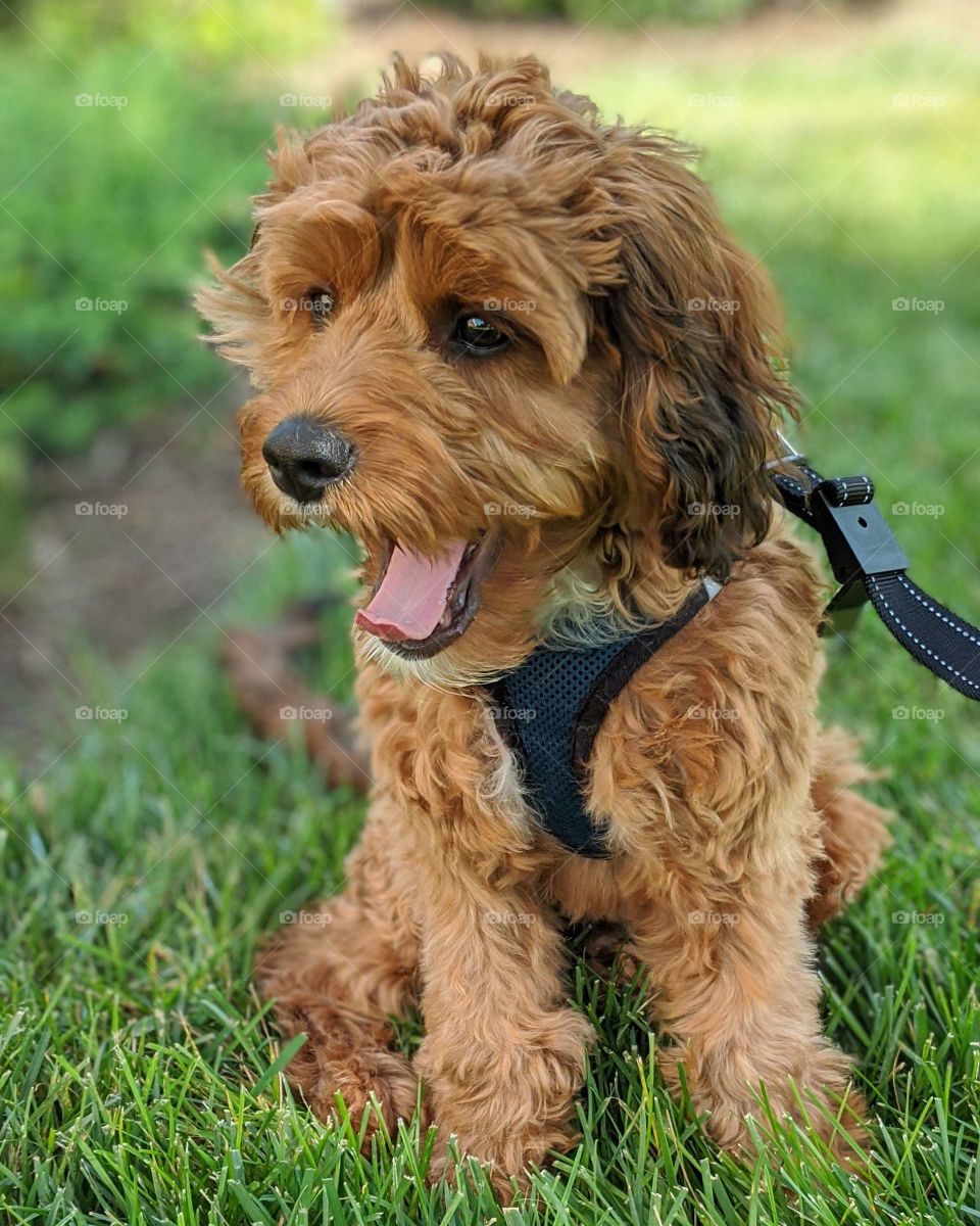 happy puppy out in the Sunshine