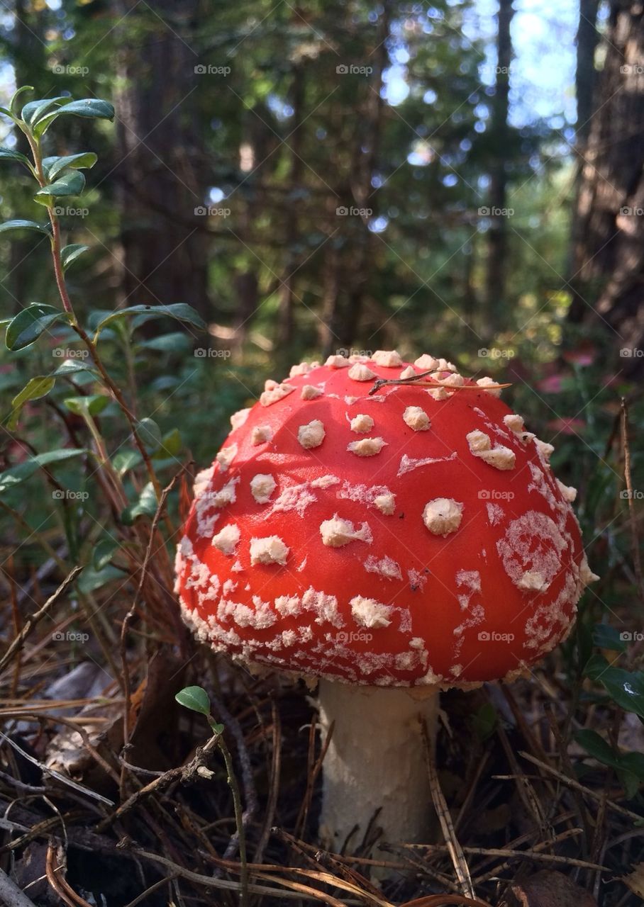 Amanita