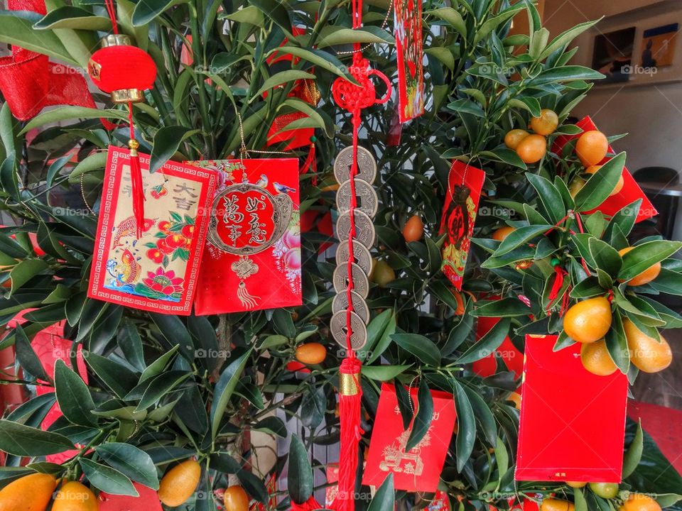 Chinese New Year Fortunes On Persimmon Tree