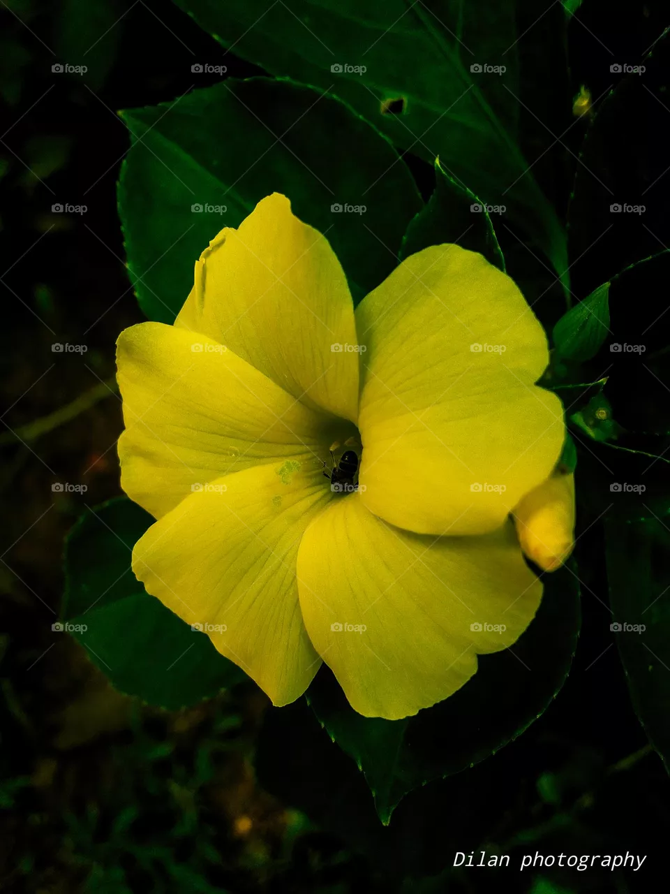 Yellow color flower