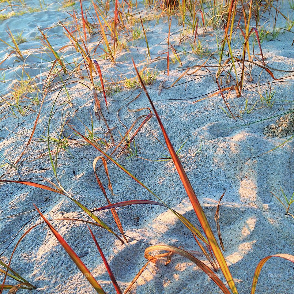 Beach sand grass 
