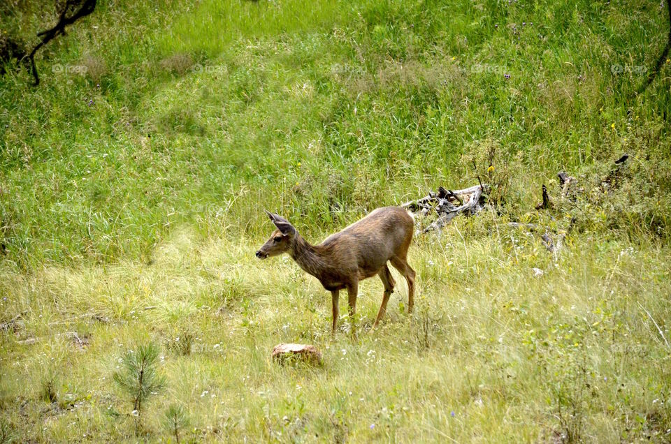 Deer in Meadow