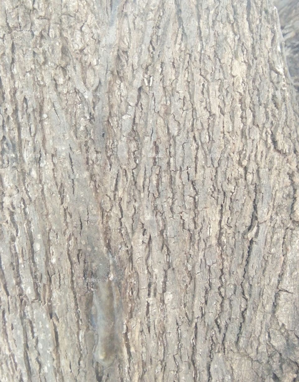orignal texture/favorite texture/brown taxture/tree taxture