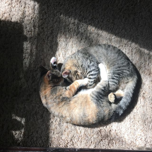   Kitten cuddles.
