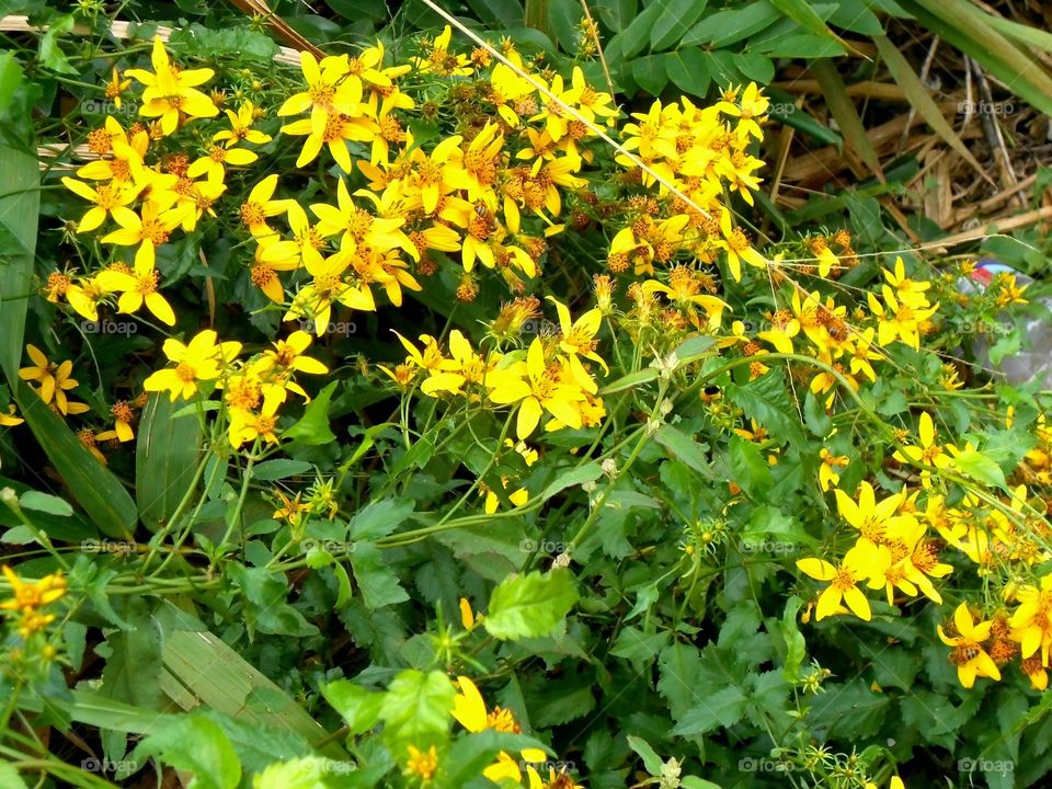 Beautiful Yellow Flowers