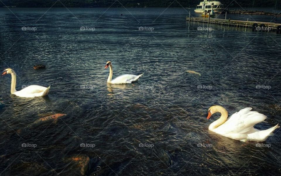 swans in the riverside, beautiful natural view