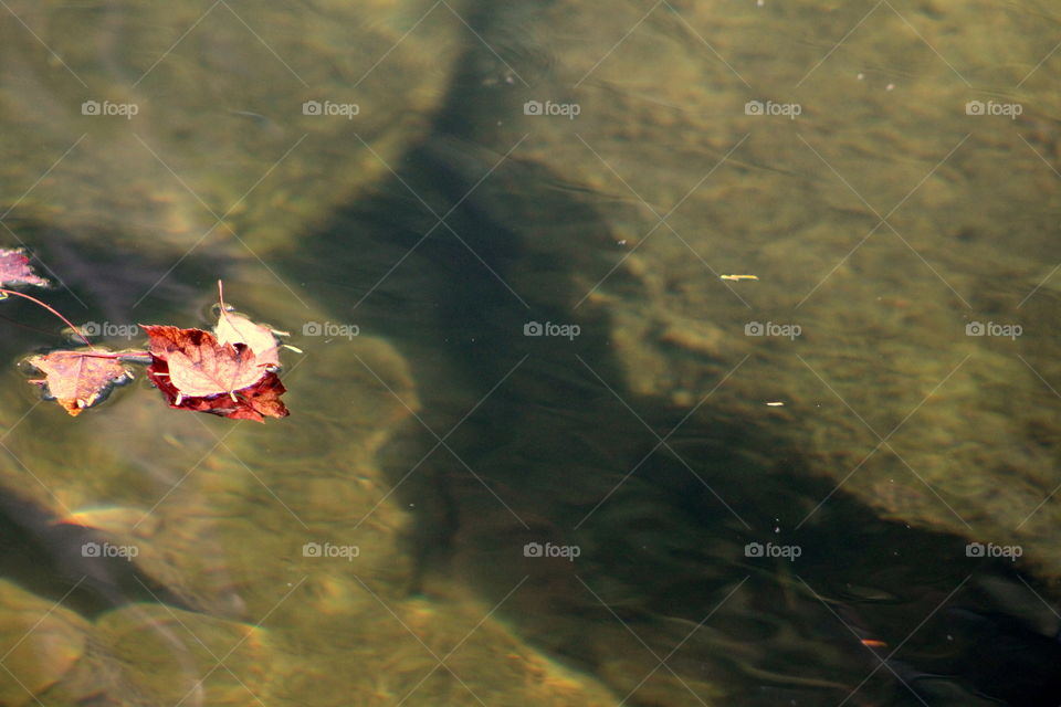 This is a little leaf floating on the water with rocks under the water in a creek.