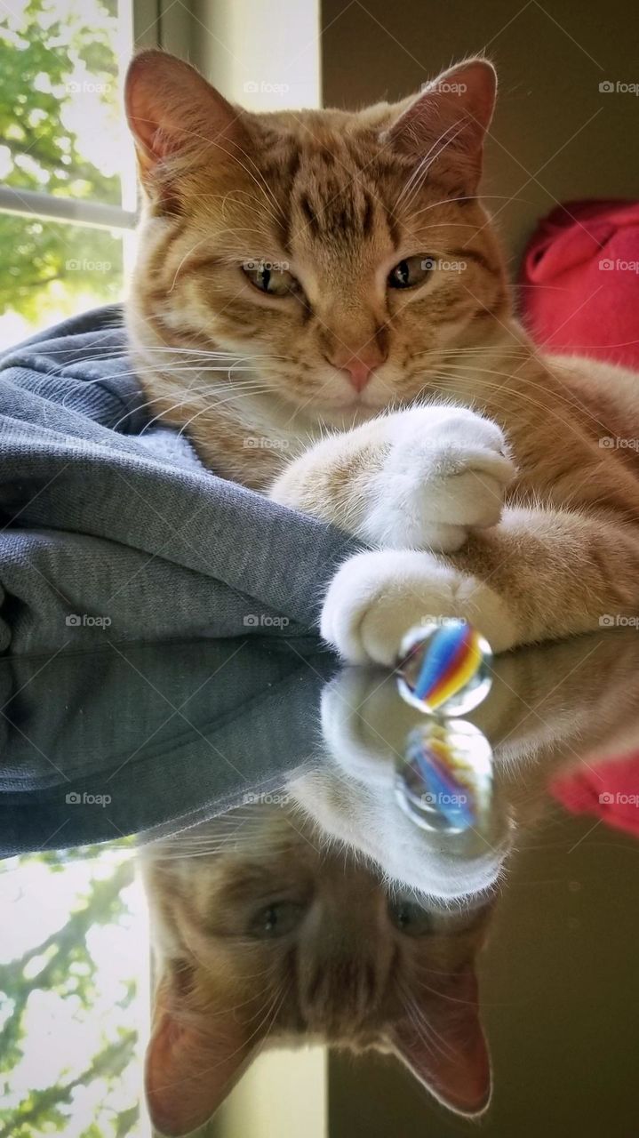 Marble, Mirror & Cat in Color