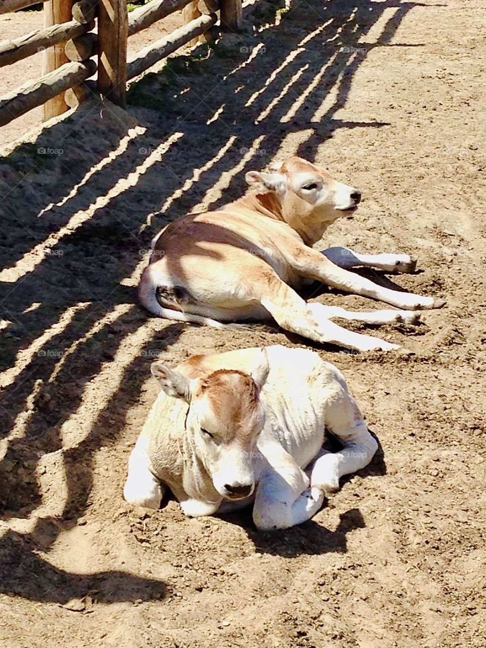 little calves lying in the sun, cute pets