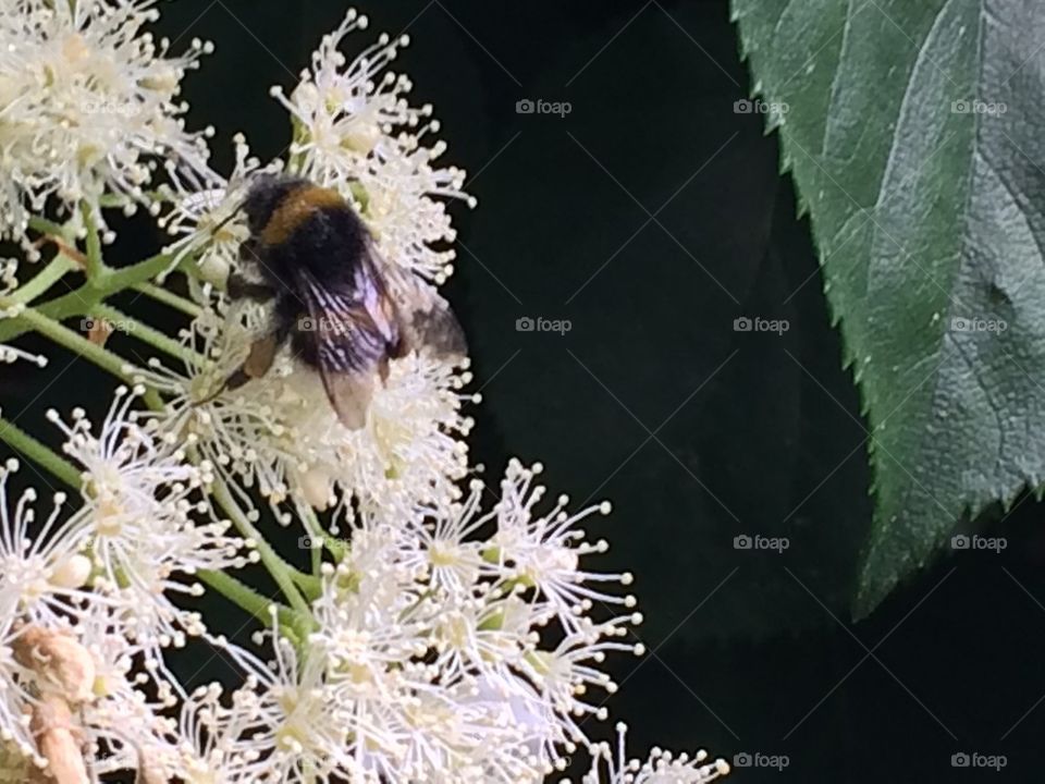 Bee on white hydrangea 