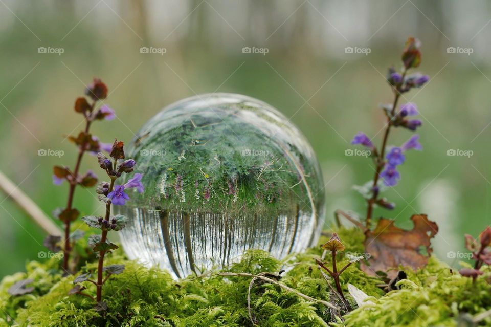 Forest and springflowers in a glass ball