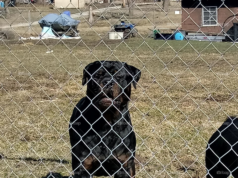 rotty wondering what all the commotion is....
