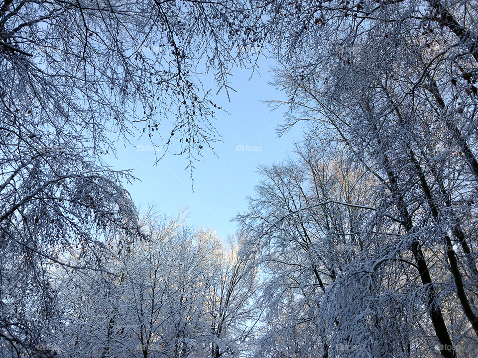 Winter in the Forêt de Soignes