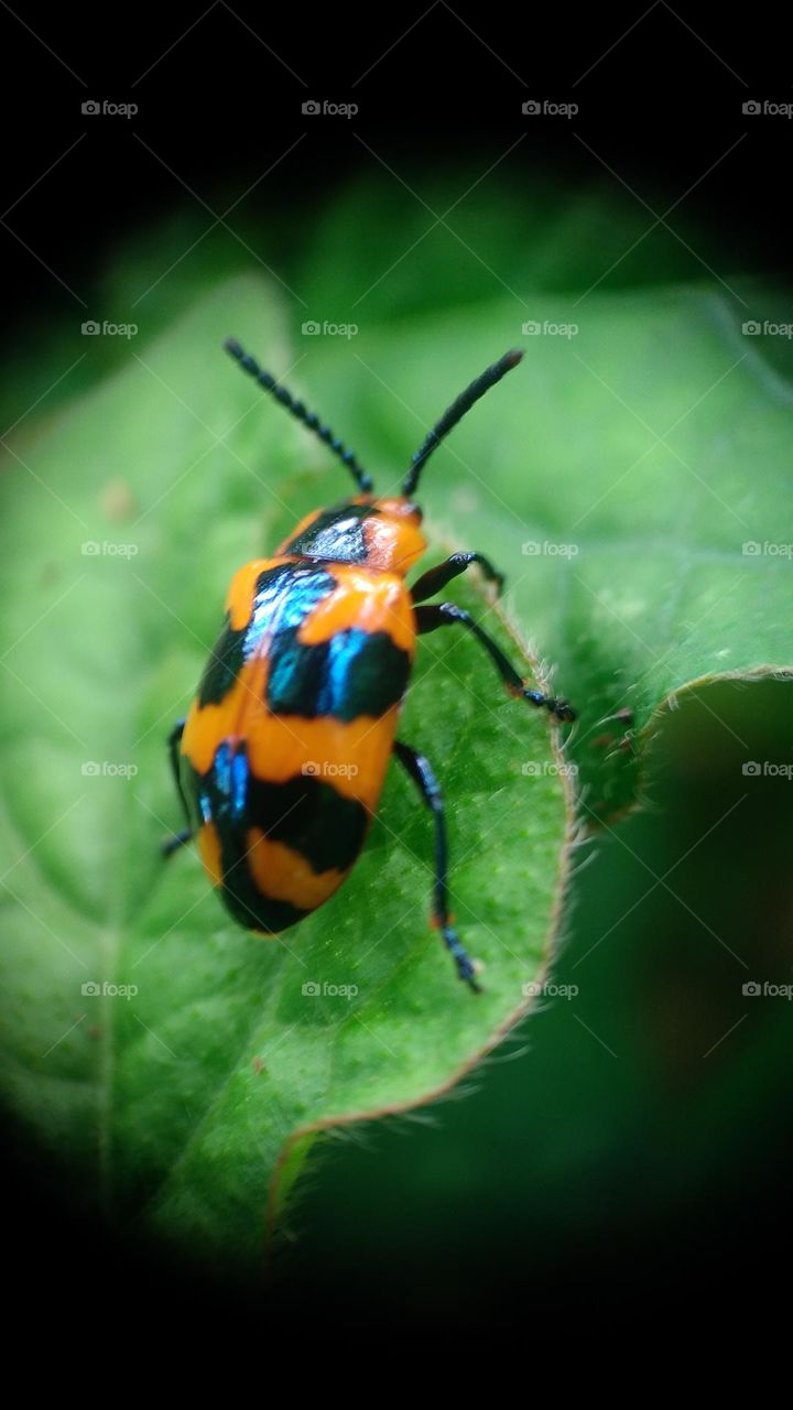 The milkweed leaf beetle is a species of beetle in the Chrysomelidae family.