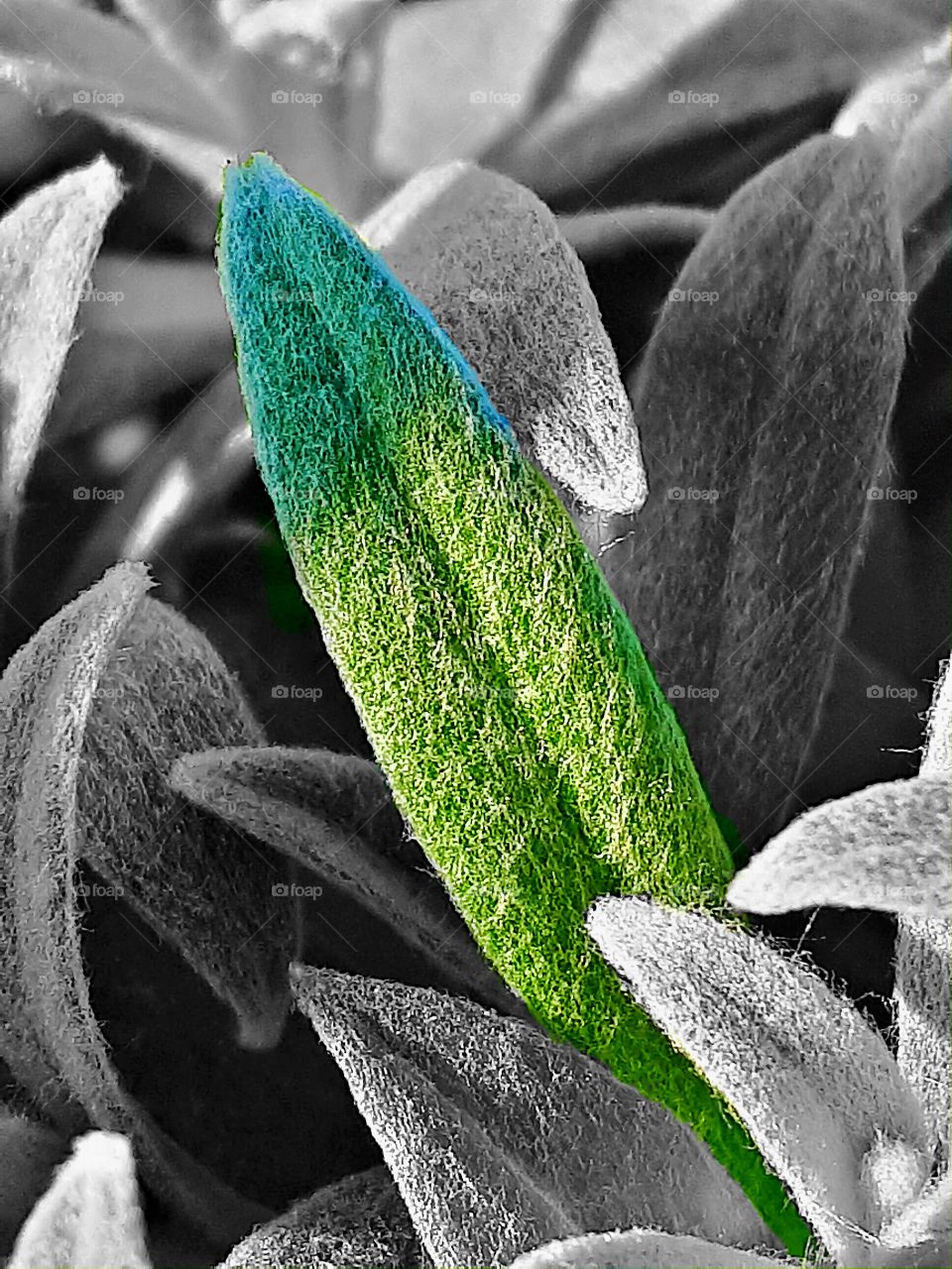 leaf of grass