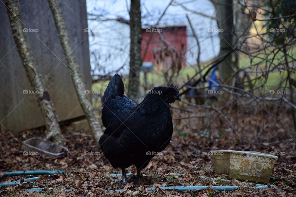 Come to the dark side, we have clucks