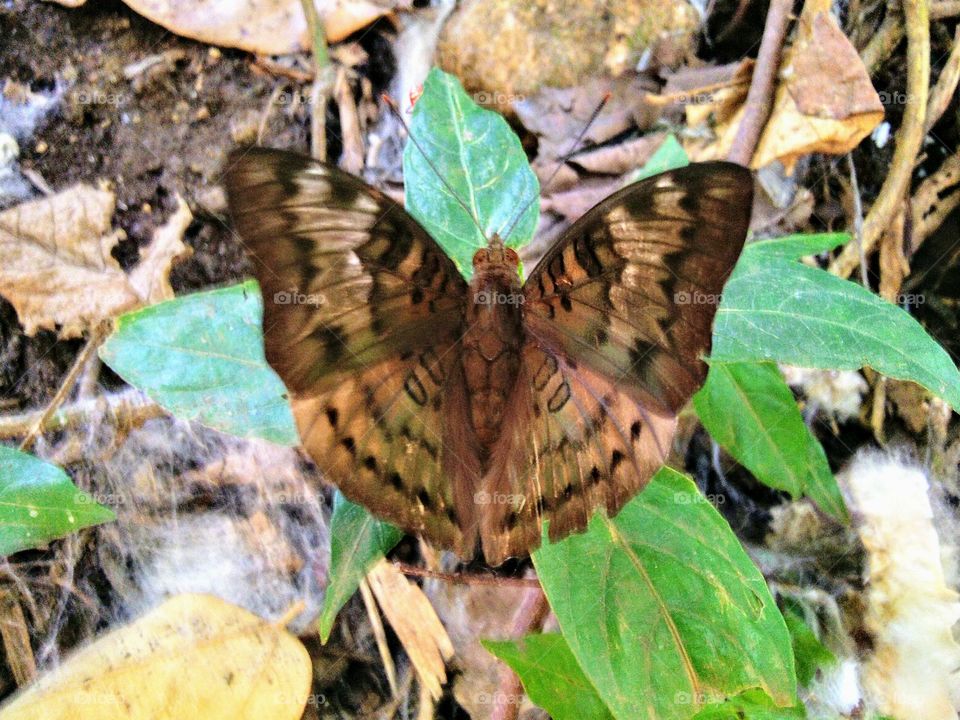 Butterfly with almost transparent wings