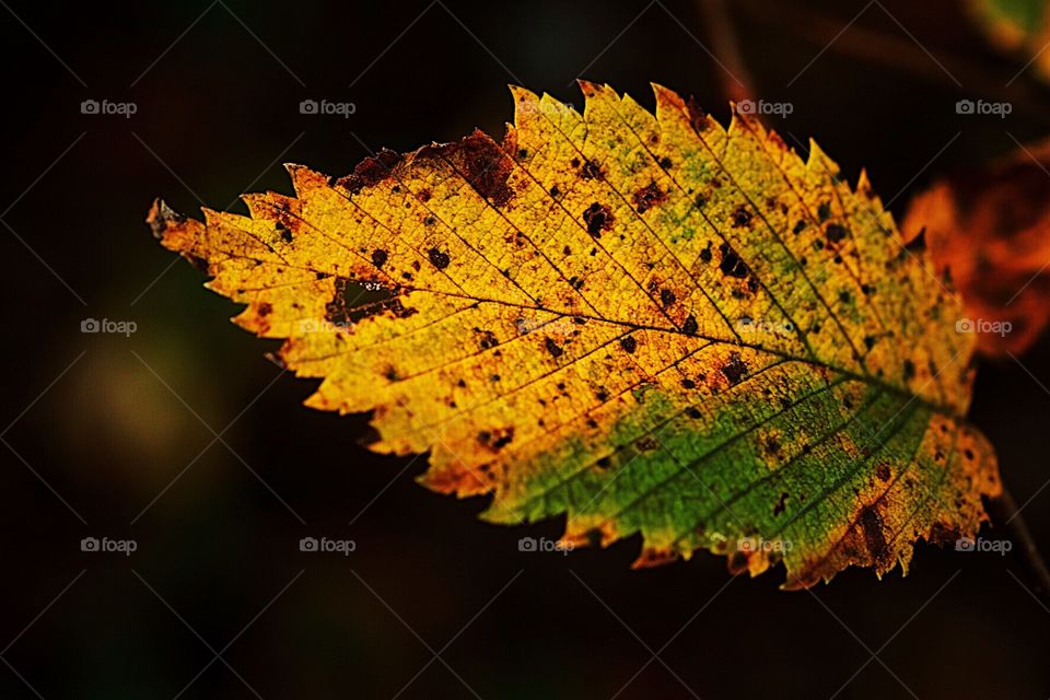 First Signs Of Autumn, Colorful Leaf, Leaves In The Woods, Details Of A Leaf, Closeup Of A Tree Leaf, Pretty Fall Leaves 