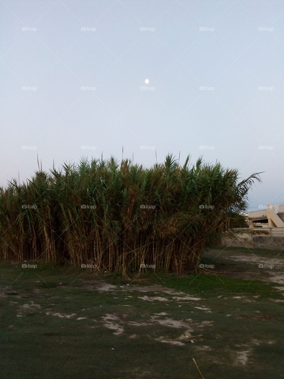 Bambú & moon