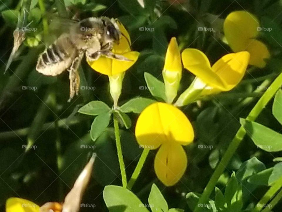 bee collecting nectar