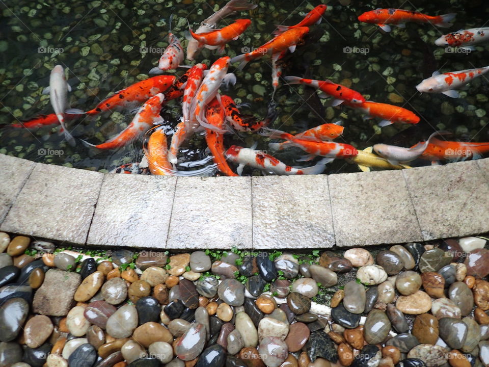 Fish Paradise. I just wait to take a picture until the fish made the interesting position and then I captured with interesting composition.
