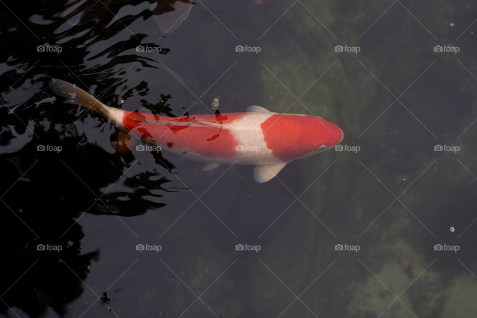 close up of koi fish in a pond