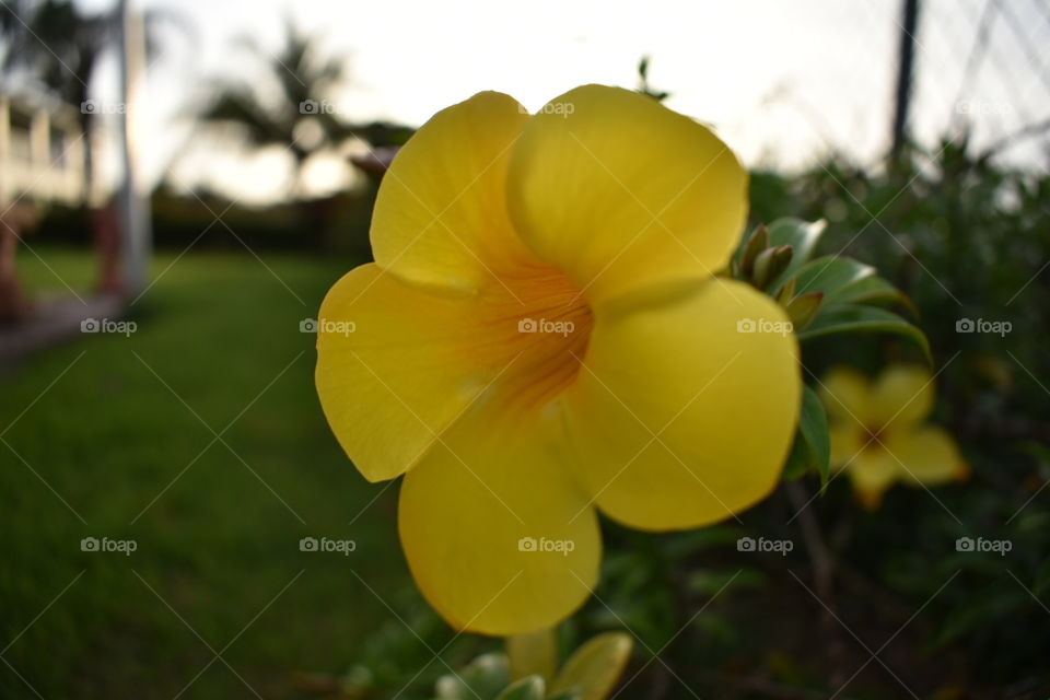Yellow flower in backyard - Puerto Rico 