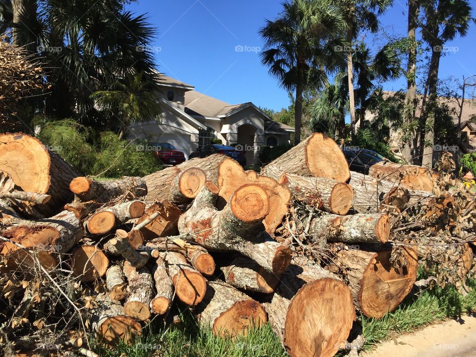 Hurricane Matthew aftermath in Florida where downed oak trees await cleanup crews.