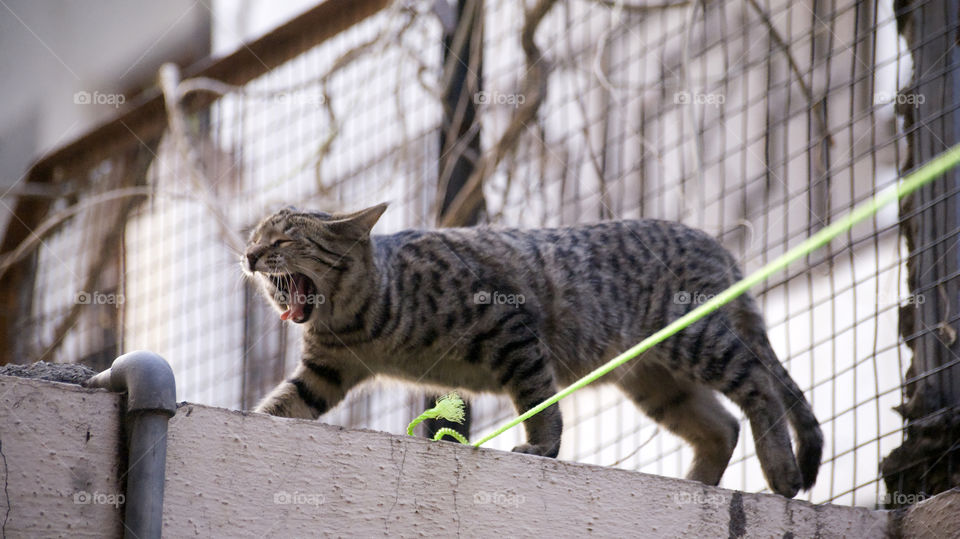 Miss Meow on her way to eat food and yawning away to glory on the way or scaring everybody out of the way.