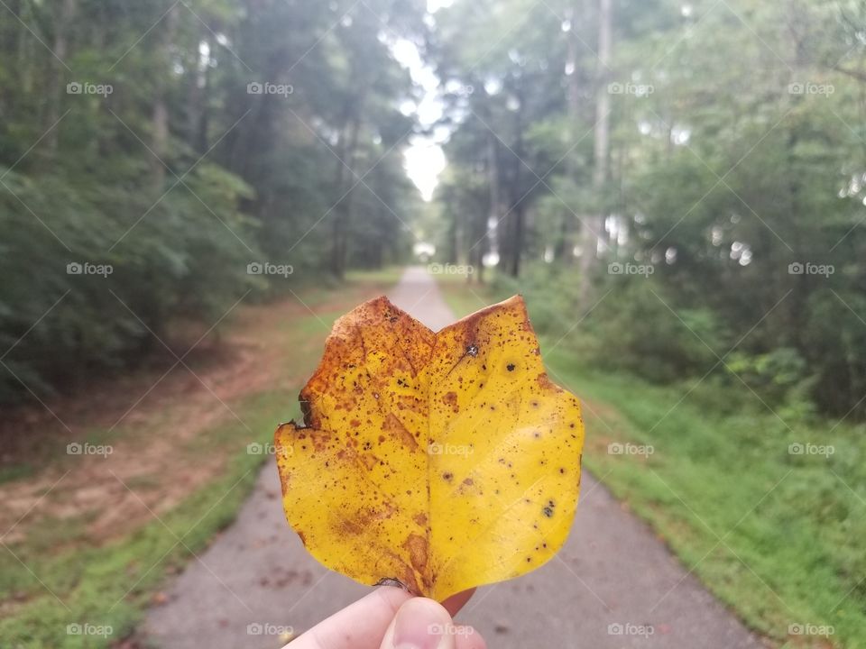 Autumn leave on forest trail