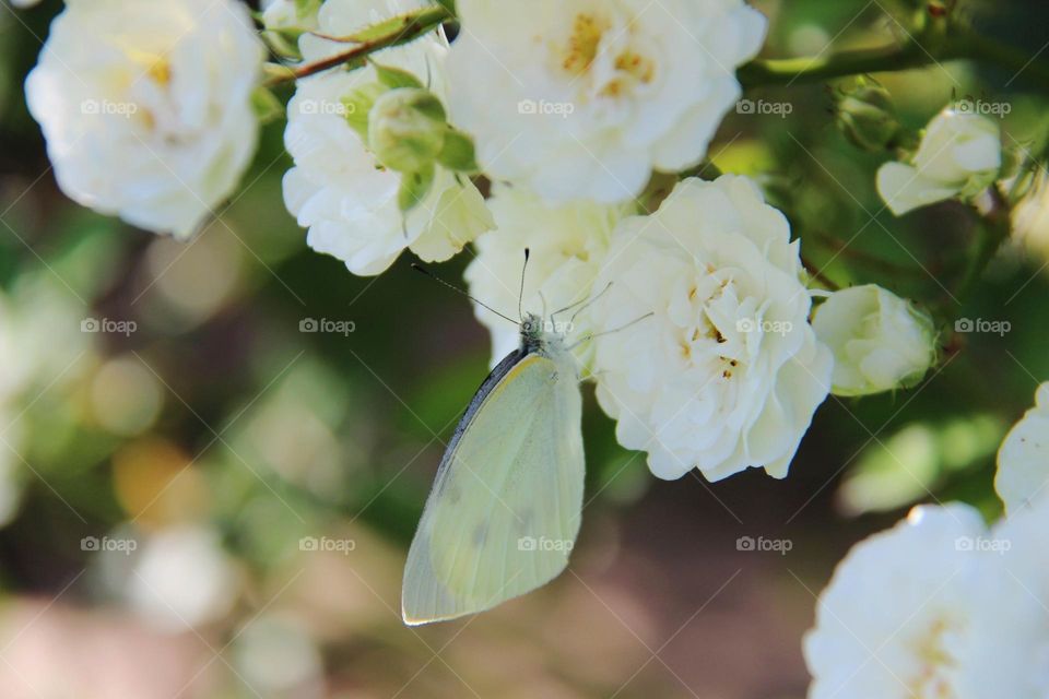 Light yellow spring background 