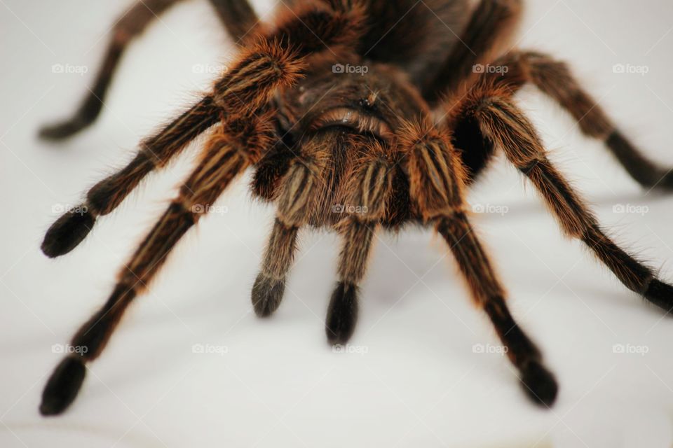 Tarantula on white background