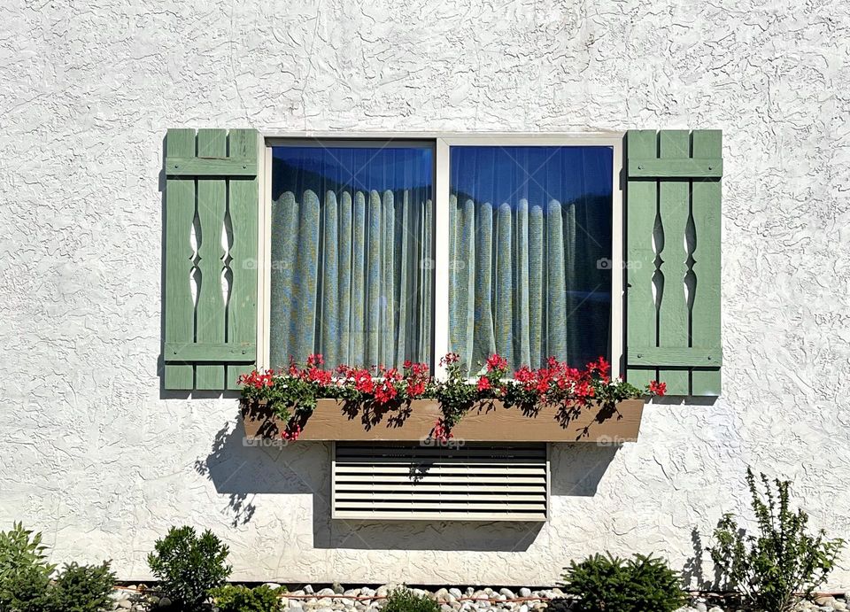 Window with curtains open shutters and blooming red geranium