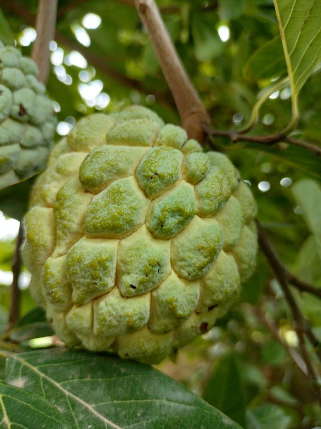 Custard Apple
