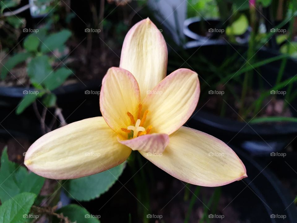 beautiful flower in the garden