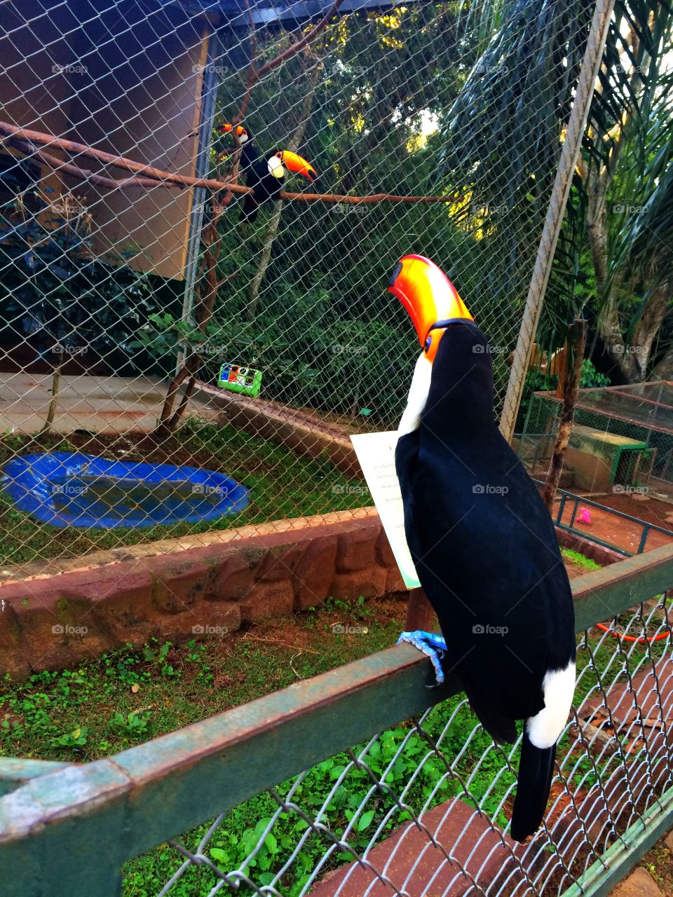 Toucan. Toucan watching others