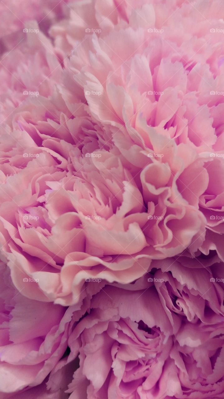 Pink carnation closeup