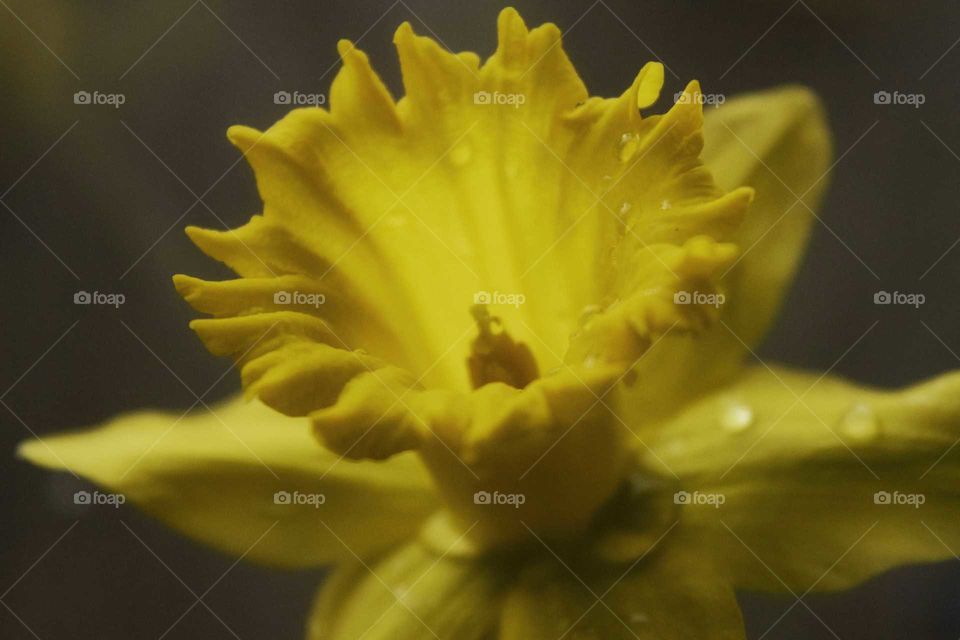 Dew drops on daffodil