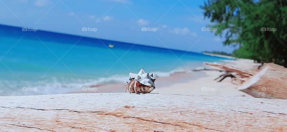 Snail and coastal view