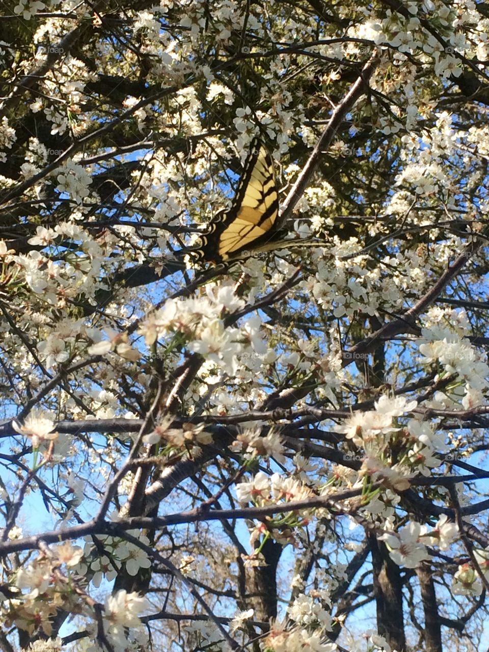 Spring. Butterfly in a plum tree