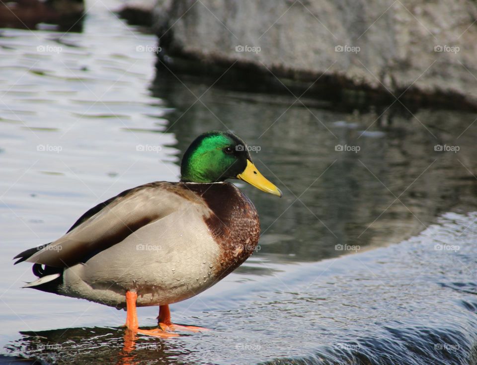 Mallard Duck on Waterfall